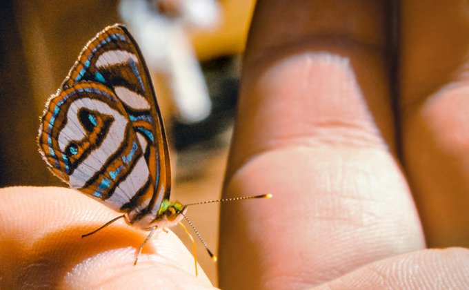 Borboleta